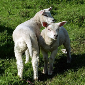 La Ferme biologique de Catès